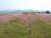  dscf0986.jpg 