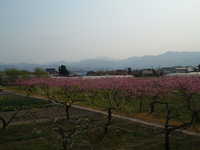  dscf0987.jpg 