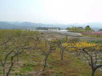  dscf0988.jpg 