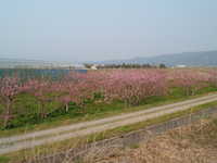  dscf0990.jpg 