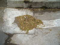  dscf0153.jpg 
