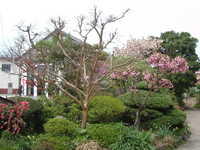  dscf0233.jpg 