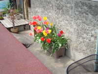  dscf0236.jpg 