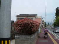  dscf0241.jpg 