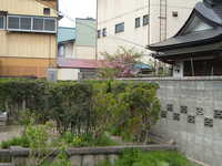  dscf0243.jpg 
