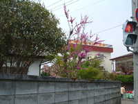  dscf0244.jpg 