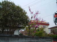  dscf0245.jpg 