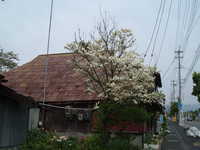  dscf0248.jpg 