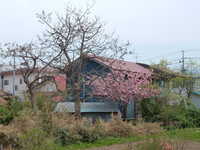  dscf0256.jpg 