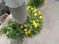  dscf0272.jpg 