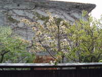  dscf0281.jpg 