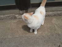  dscf0290.jpg 