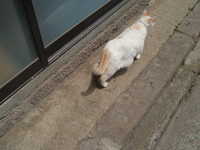  dscf0294.jpg 