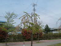  dscf0297.jpg 