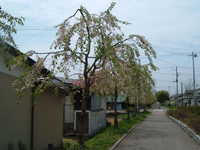  dscf0299.jpg 