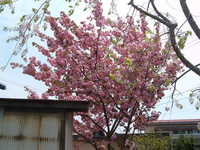  dscf0300.jpg 