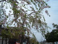  dscf0305.jpg 