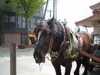  dscf0333.jpg 
