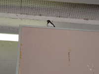  dscf0336.jpg 