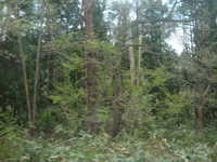  dscf0364.jpg 