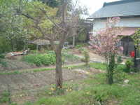  dscf0372.jpg 