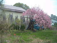  dscf0374.jpg 
