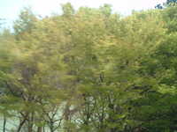  dscf0384.jpg 