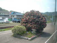  dscf0398.jpg 