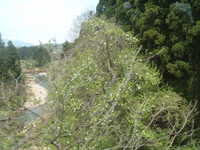  dscf0430.jpg 