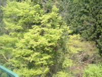  dscf0437.jpg 
