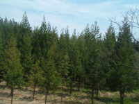  dscf0449.jpg 