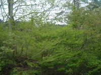  dscf0498.jpg 