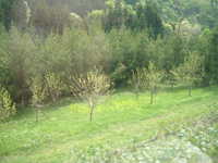  dscf0523.jpg 