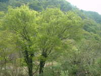  dscf0527.jpg 