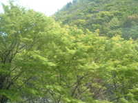  dscf0530.jpg 