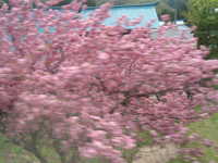  dscf0539.jpg 