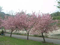  dscf0554.jpg 