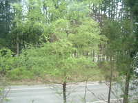  dscf0562.jpg 