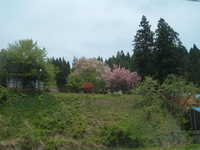 dscf0581.jpg 