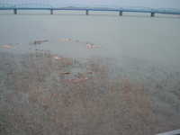  dscf0693.jpg 