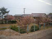  dscf0747.jpg 