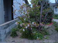  dscf0795.jpg 