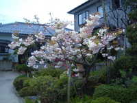  dscf0797.jpg 