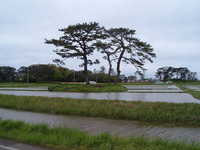  dscf0941.jpg 