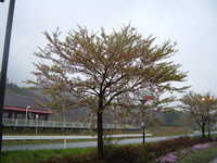  dscf0071.jpg 