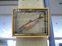  dscf0091.jpg 