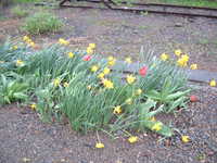  dscf0118.jpg 
