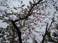  dscf0124.jpg 