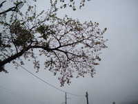  dscf0125.jpg 