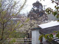 dscf0126.jpg 